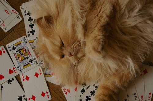 En cok kazandiran casino sitesi